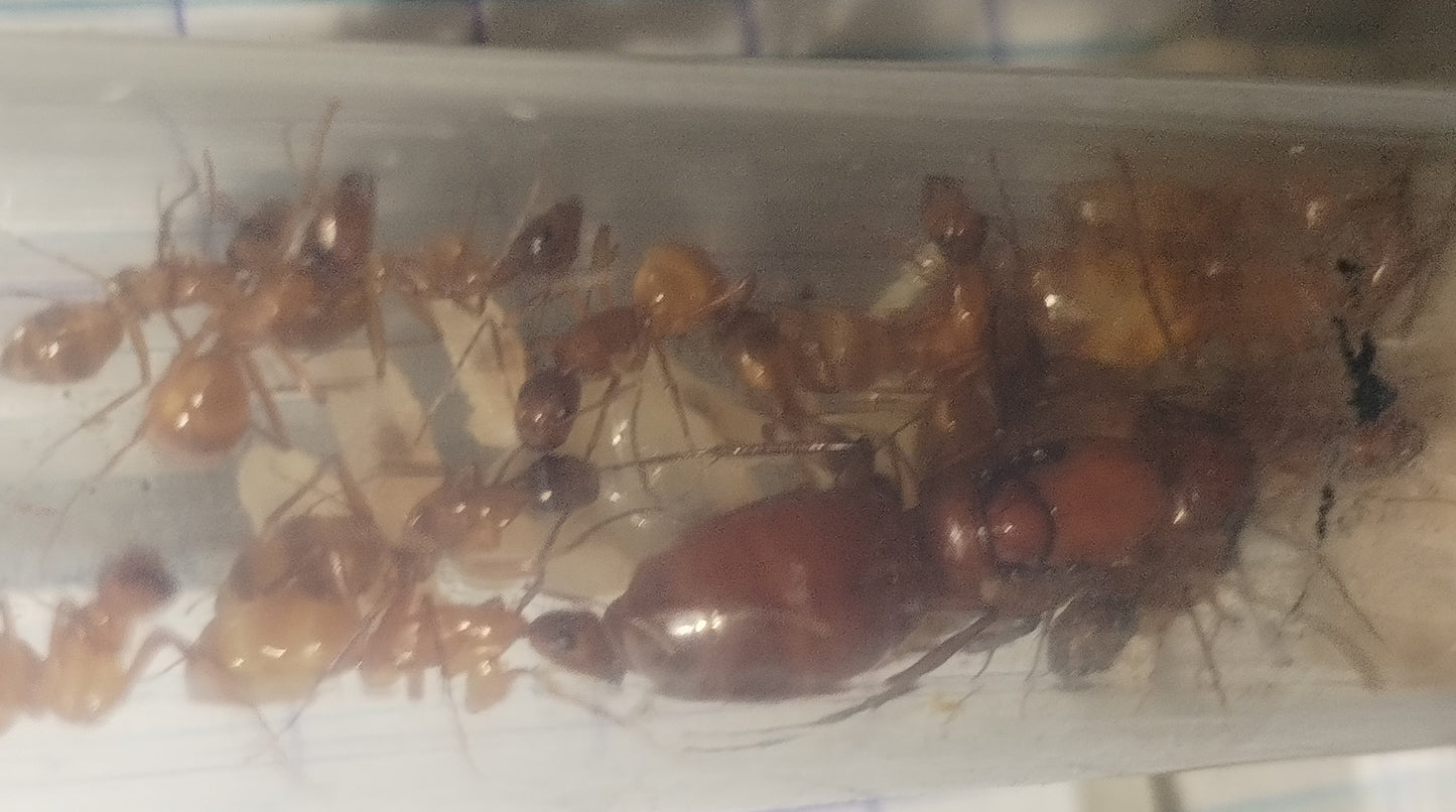 Camponotus castaneus