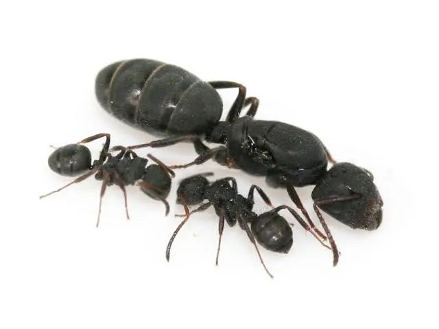 Camponotus sp concurrens