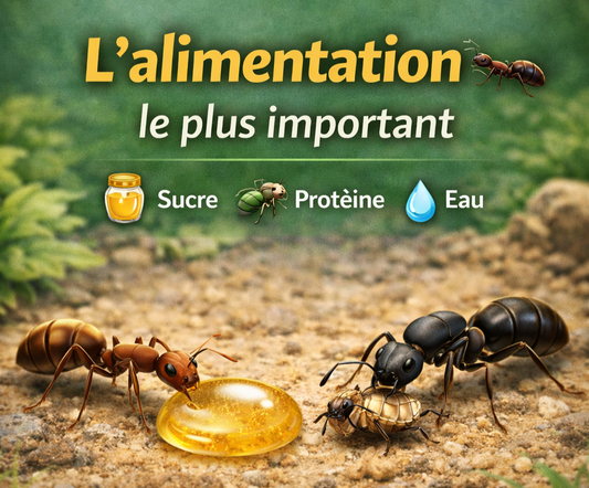 Alimentations : Nourrir ses fourmis correctement
