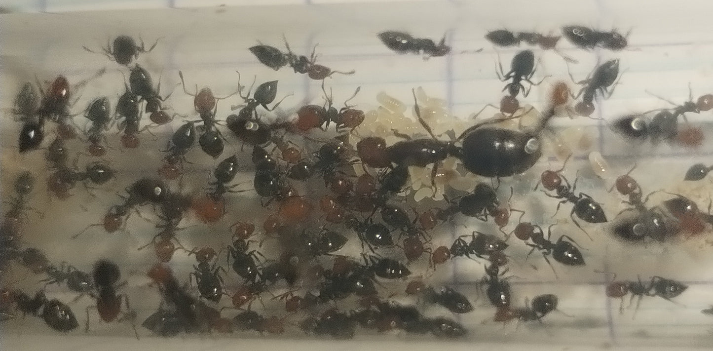 Crematogaster scutellaris (colonie)