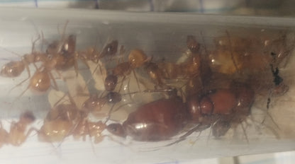 Camponotus castaneus