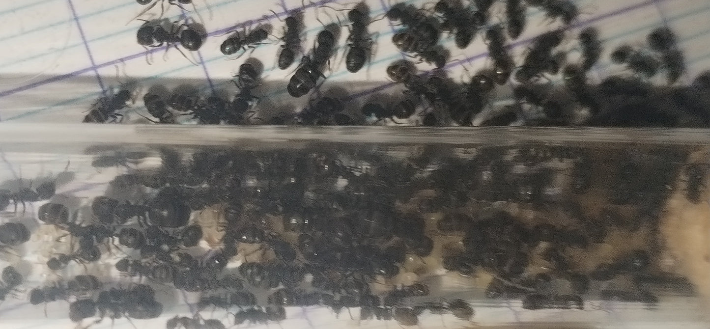 Camponotus lasiselene