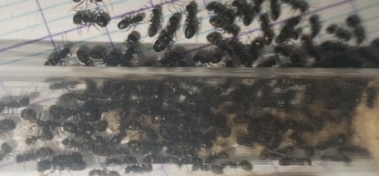 Camponotus lasiselene