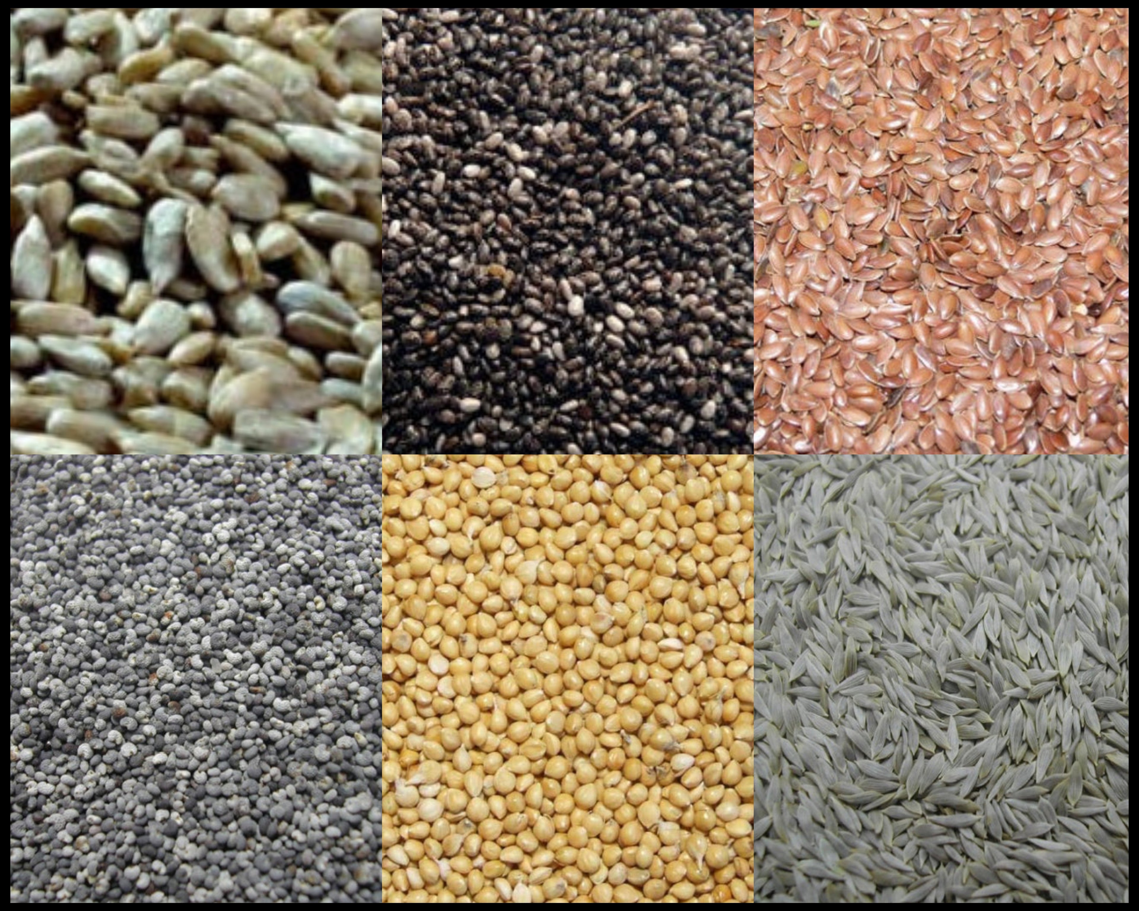 Pack de graines (6x10g)