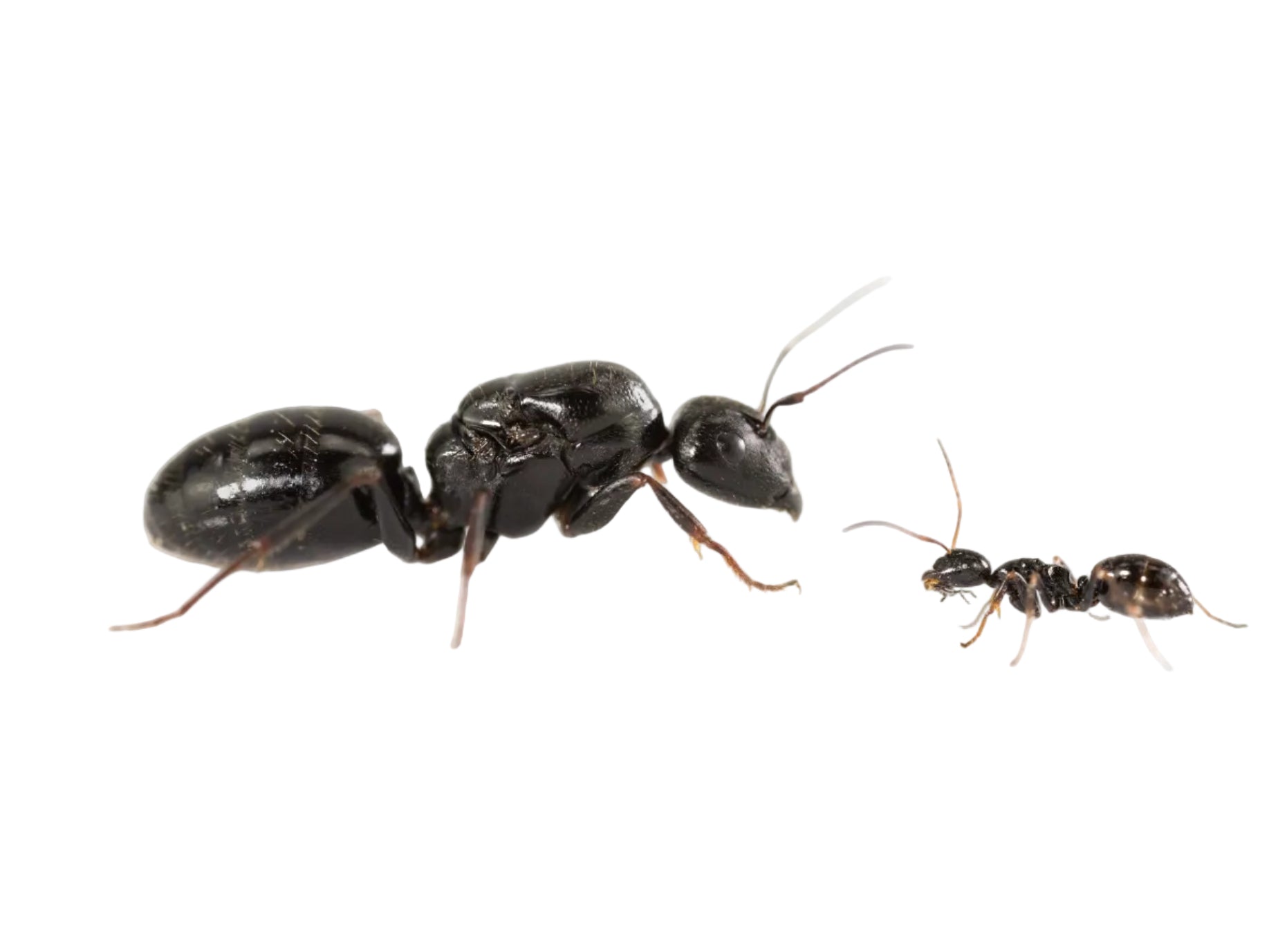 Camponotus piceus