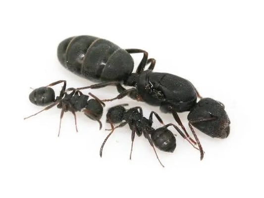 Camponotus sp concurrens