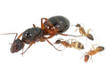 Camponotus nylanderi