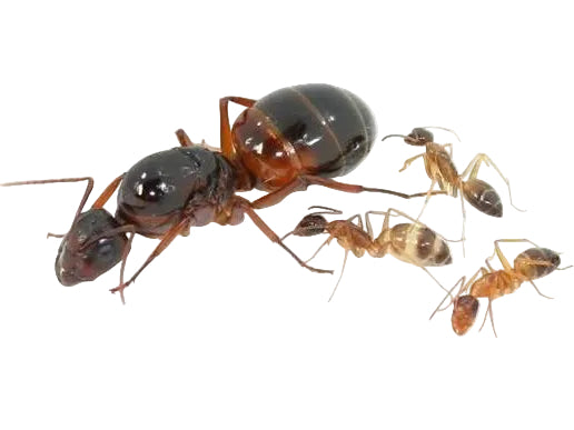 Camponotus nylanderi