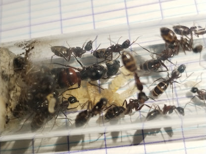 Camponotus ligniperda