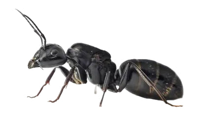 Camponotus vagus