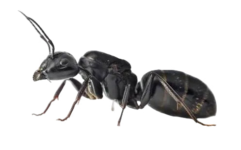 Camponotus vagus