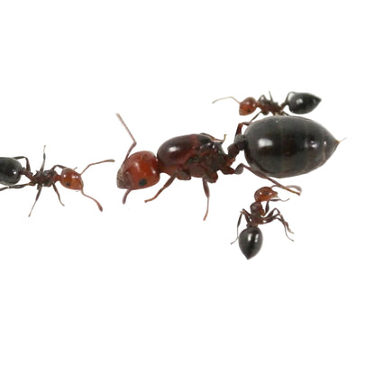 Crematogaster scutellaris (colonie)