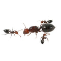 Crematogaster scutellaris (fondation)