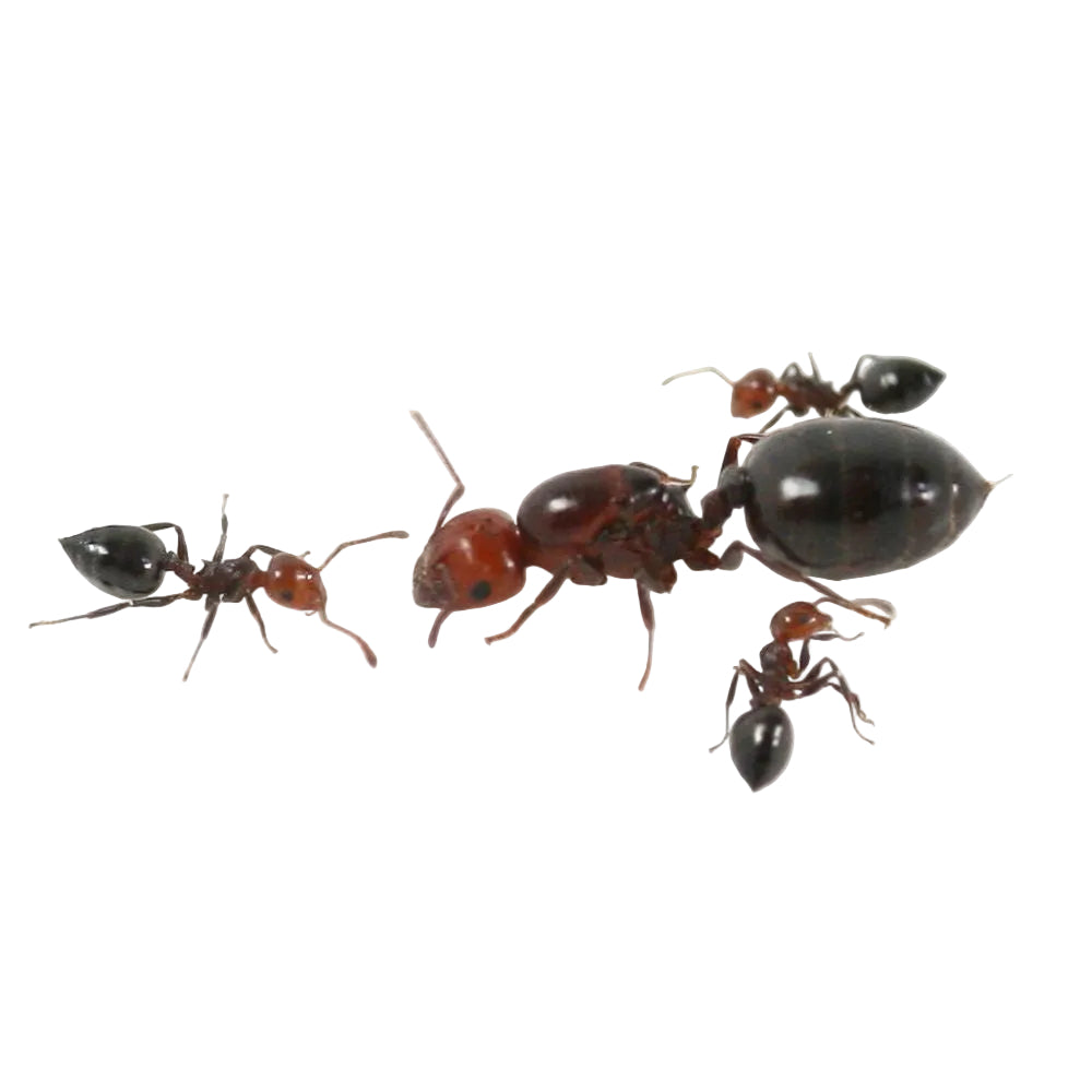 Crematogaster scutellaris (fondation)