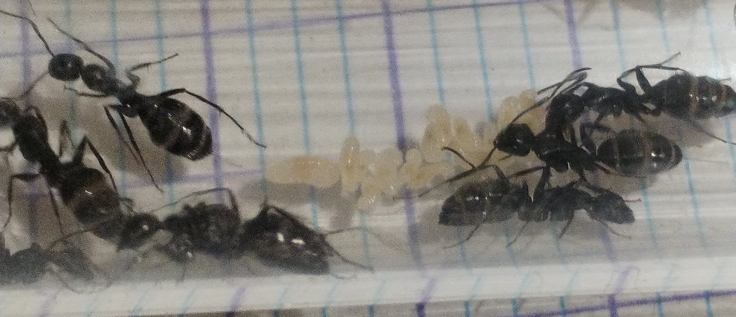 Camponotus vagus