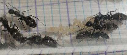 Camponotus vagus