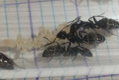 Camponotus vagus
