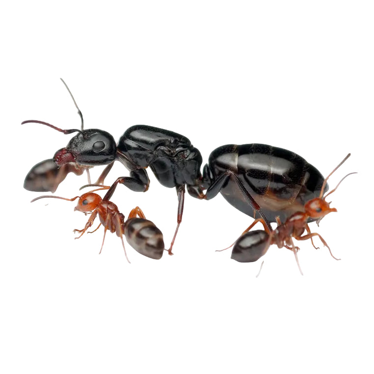 Camponotus lateralis