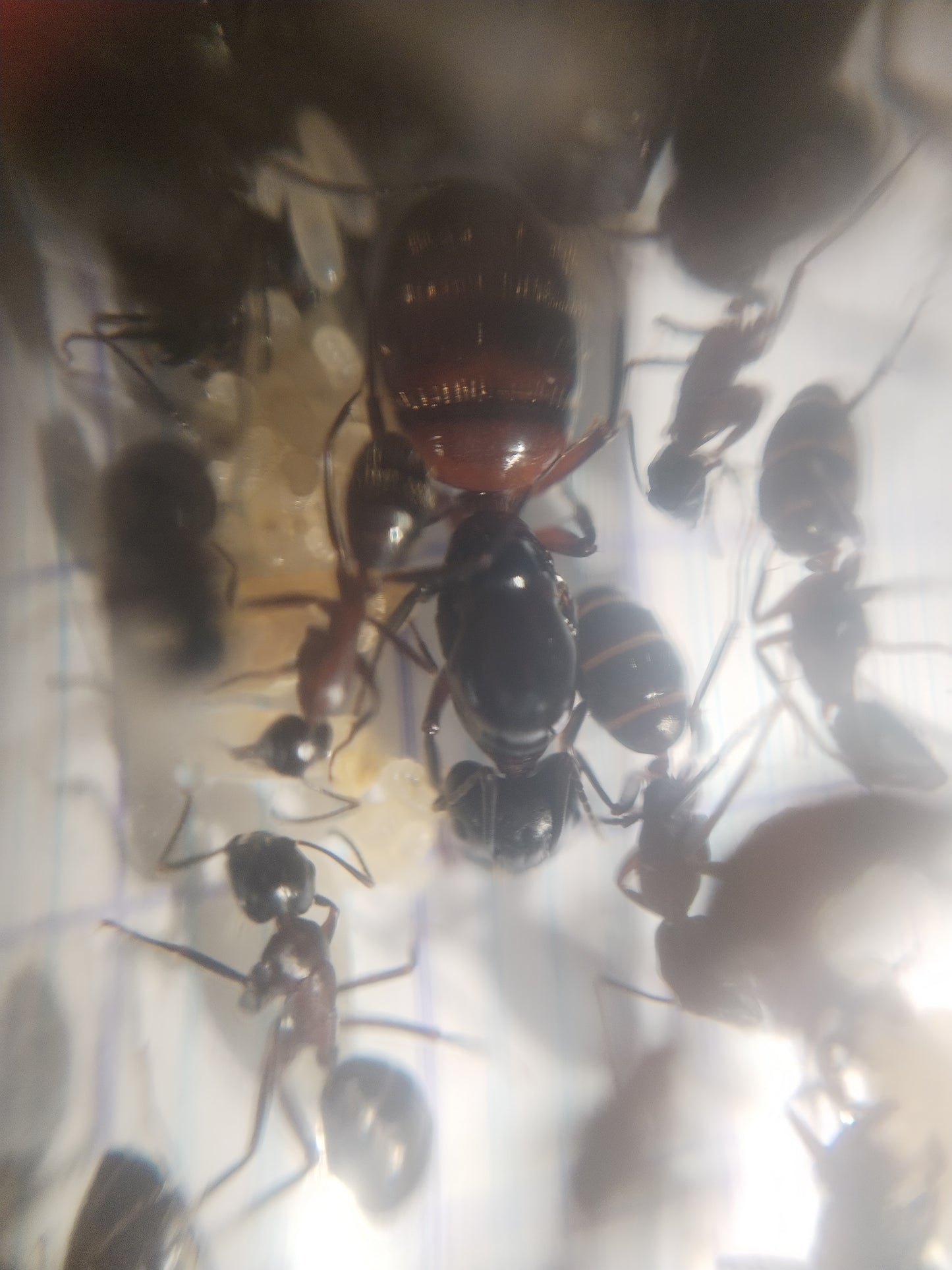 Camponotus ligniperda