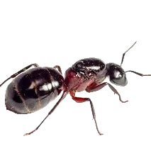 Camponotus ligniperda