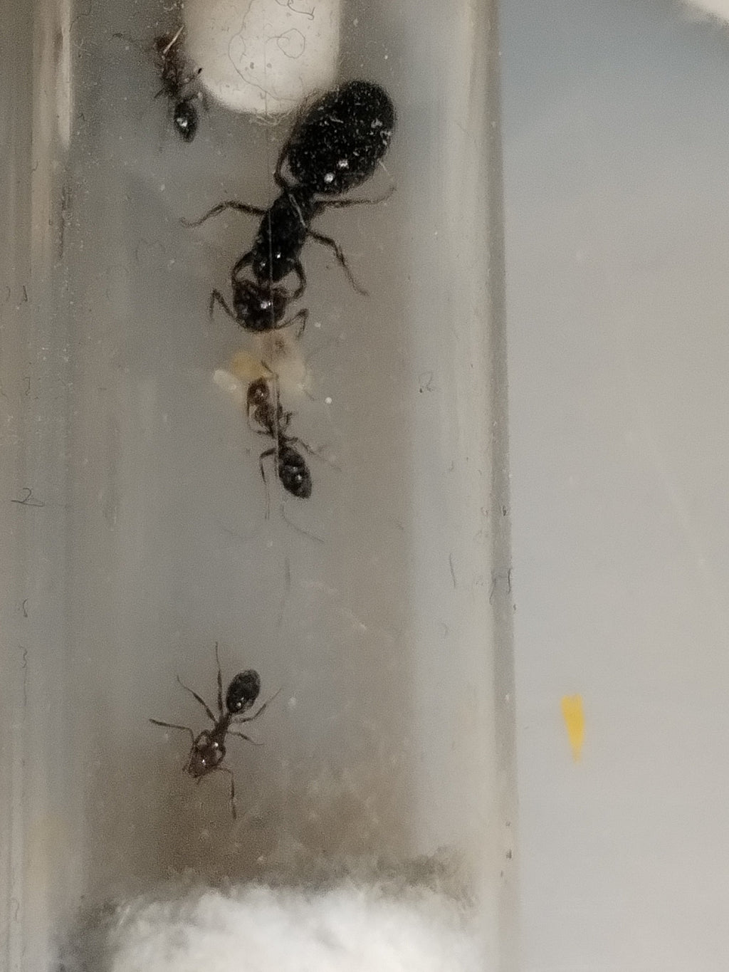 Camponotus lateralis