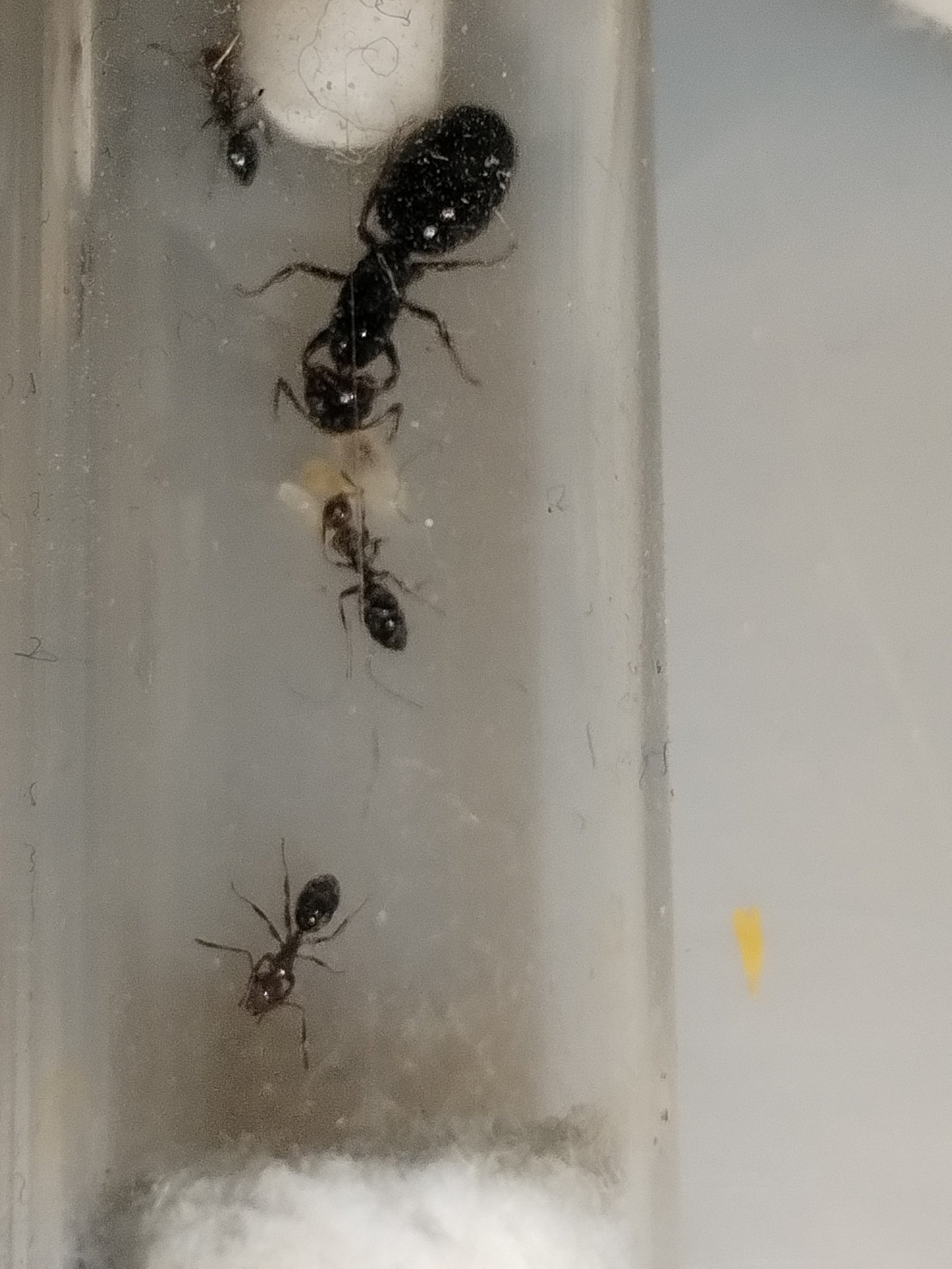 Camponotus lateralis