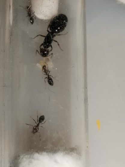 Camponotus lateralis