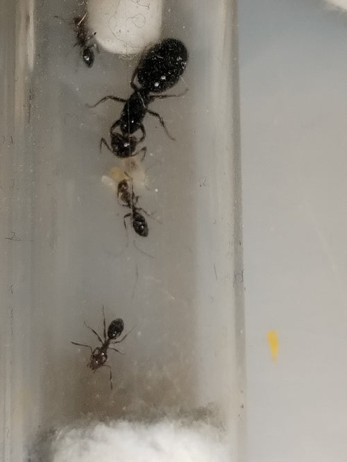Camponotus lateralis